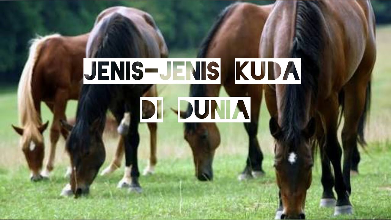 Jenis-jenis Kuda Di seluruh dunia - YouTube